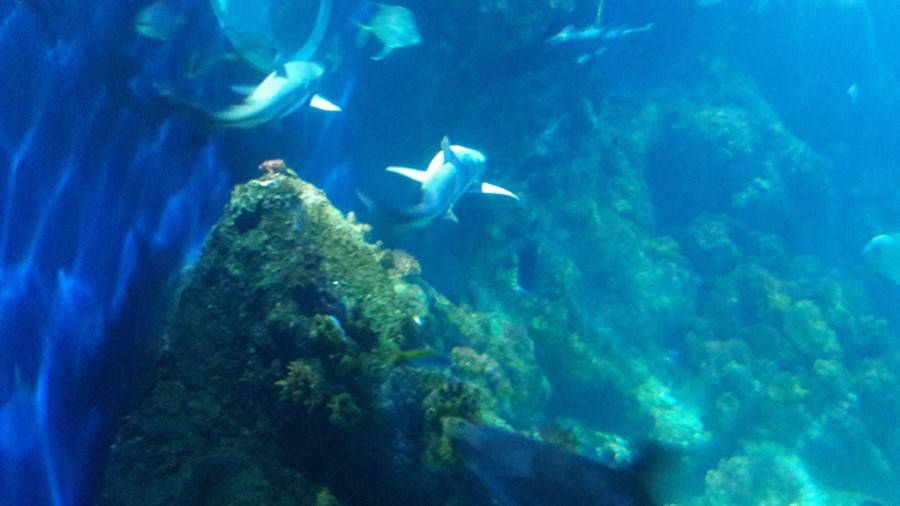 niemcy-szwajcaria (1).jpg